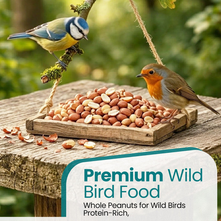 Natural & Energy-Rich Whole Peanuts for Wild Birds