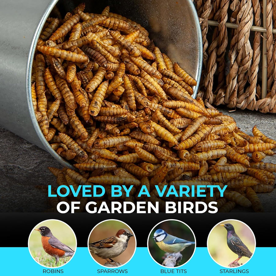 High-Energy Calci Worms for Wild Birds