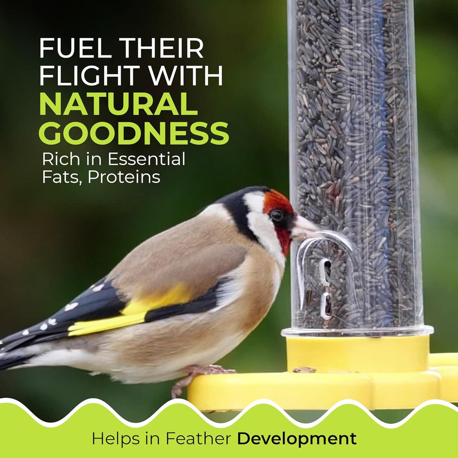 Energy Niger Seeds for Wild Birds