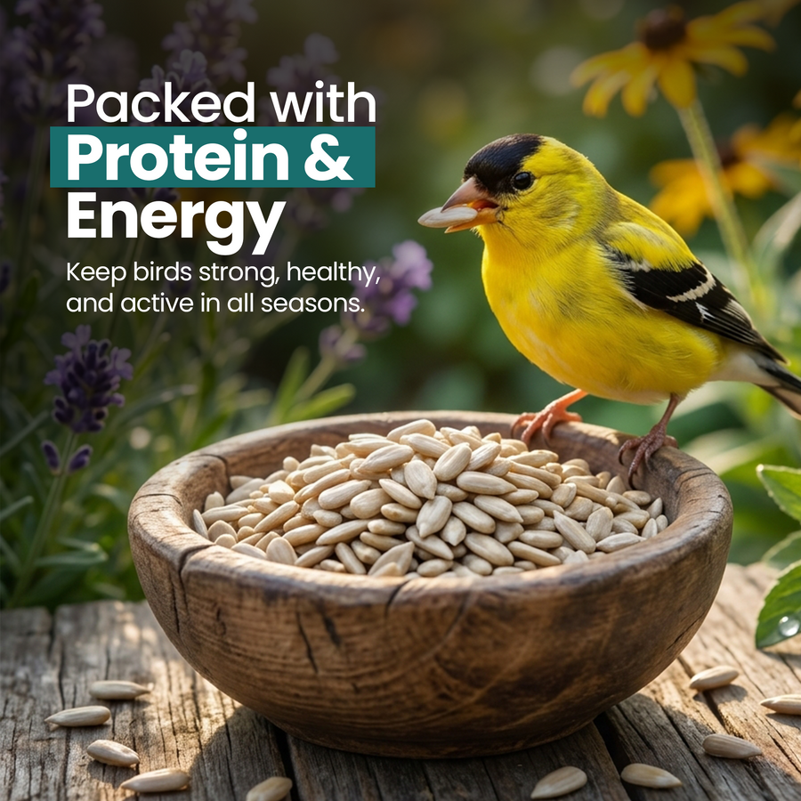 Energy Sunflower Hearts for Wild Birds