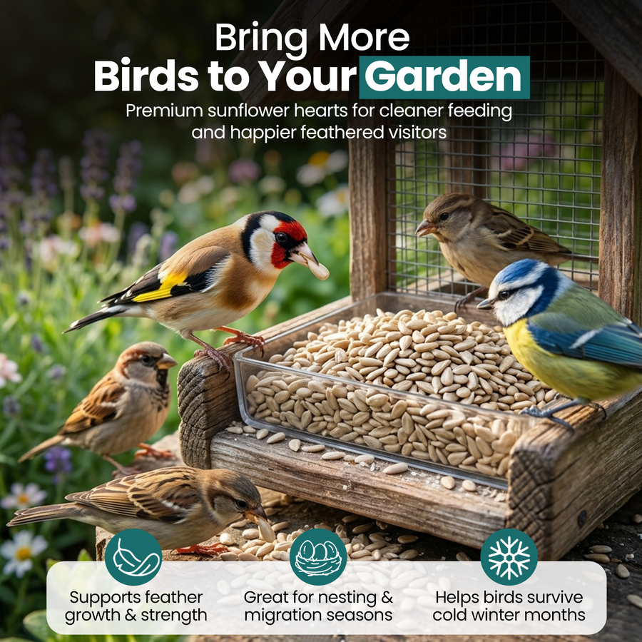 Energy Sunflower Hearts for Wild Birds