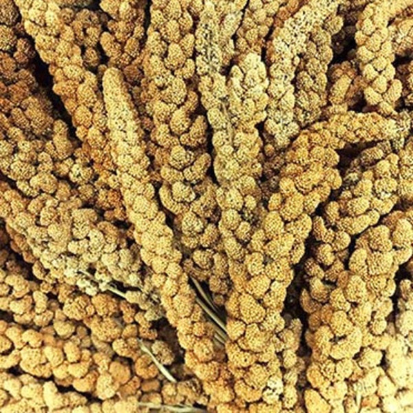 Premium Natural Millet Sprays for Wild Birds