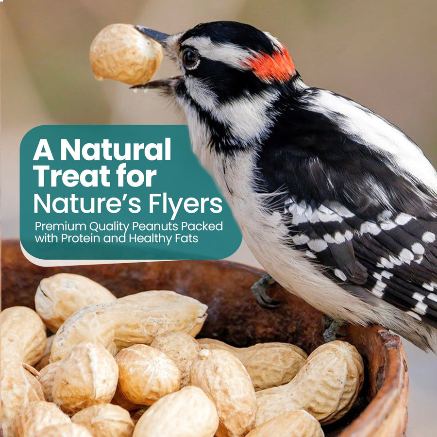 High-Energy Peanuts In Shell For Wild Birds