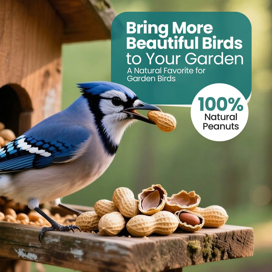 High-Energy Peanuts In Shell For Wild Birds