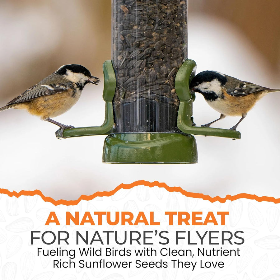 Energy Black Sunflower Seeds for Wild Birds