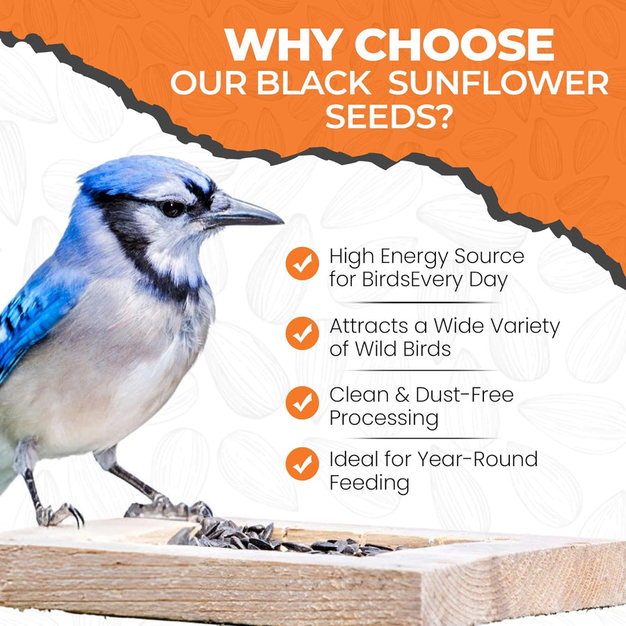 Energy Black Sunflower Seeds for Wild Birds