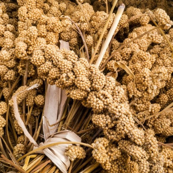 Premium Natural Millet Sprays for Wild Birds